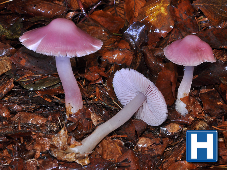 Mycena rosea