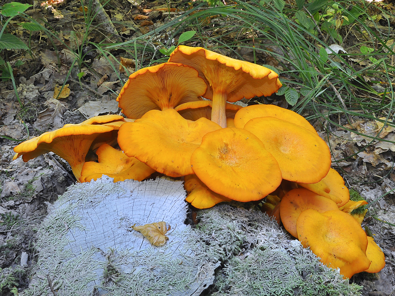 Omphalotus illudens