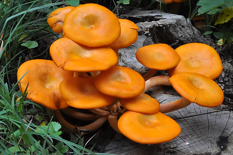 Omphalotus illudens