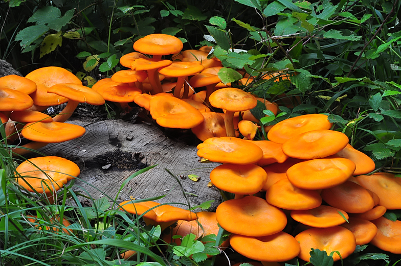 Omphalotus illudens