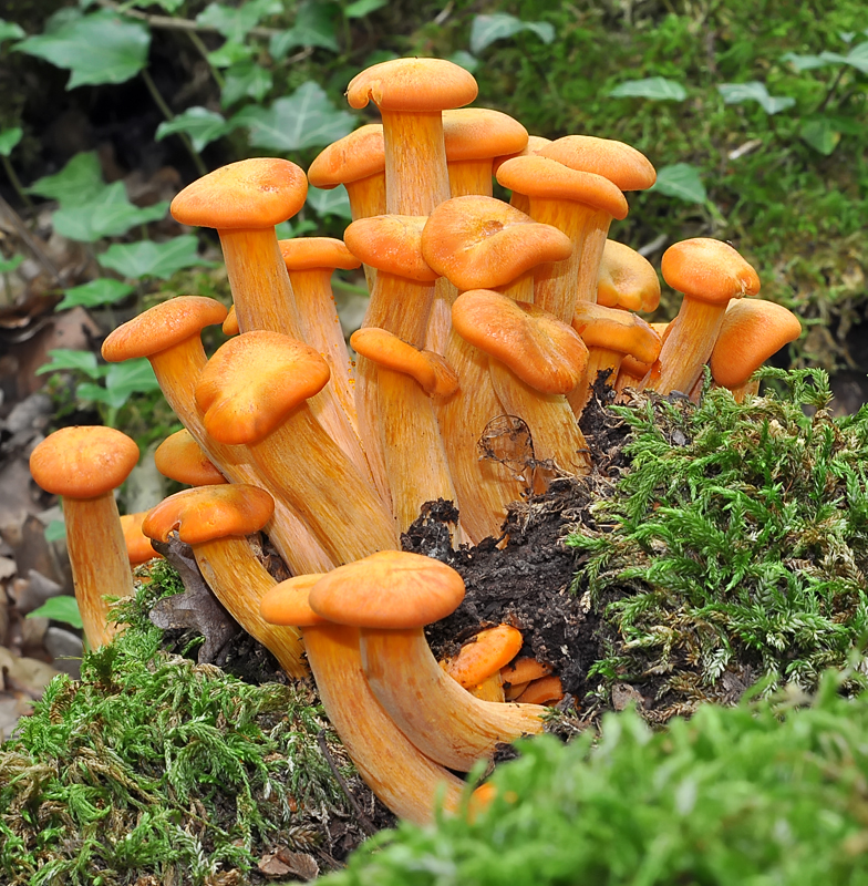 Omphalotus illudens