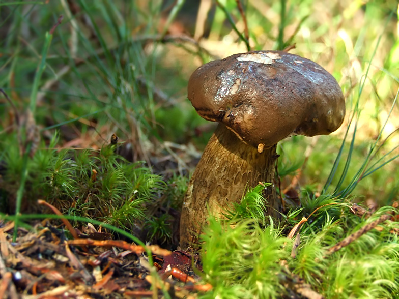 Tylopilus felleus