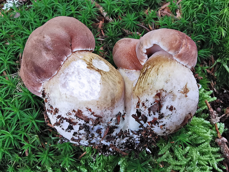 Tylopilus felleus