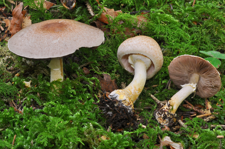 Agaricus comtulus