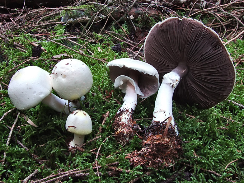 Agaricus silvicola