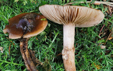 Agrocybe erebia