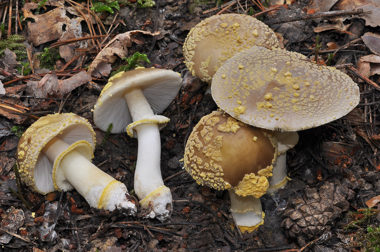 Amanita franchetii