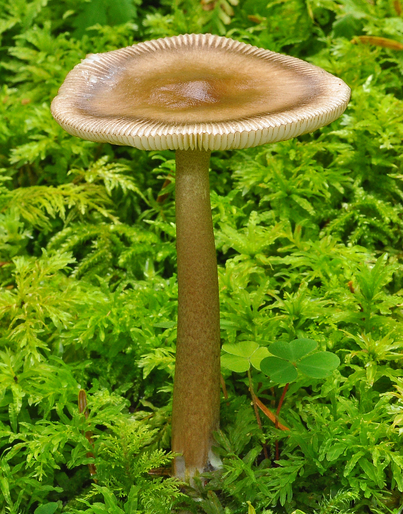 Amanita umbrinolutea