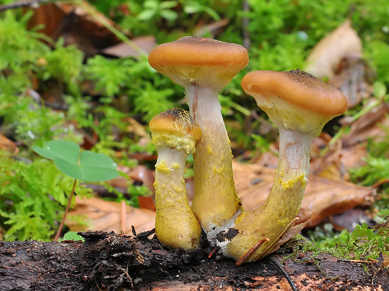 Armillaria gallica