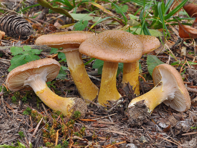 Armillaria gallica