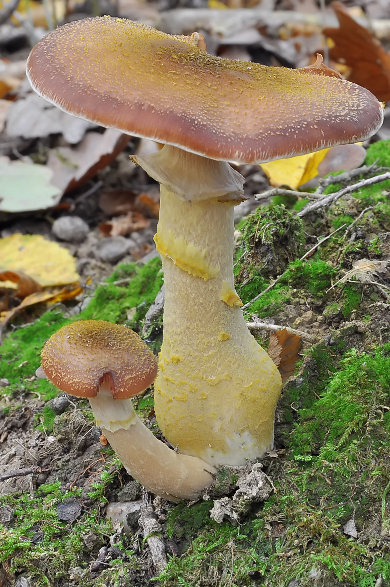 Armillaria gallica