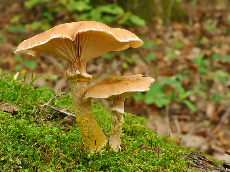 Armillaria gallica