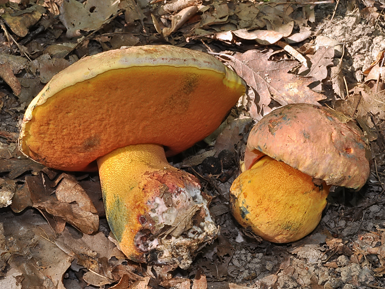 Boletus rhodopurpureus