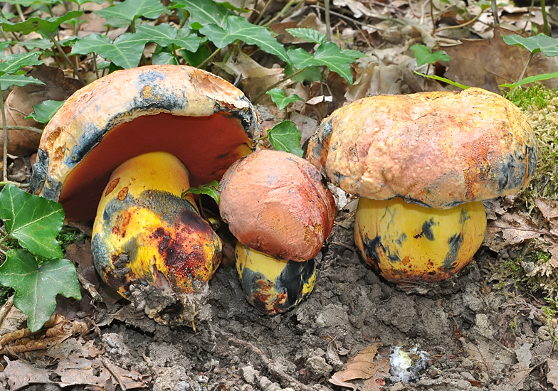 Boletus_rhodopurpureus