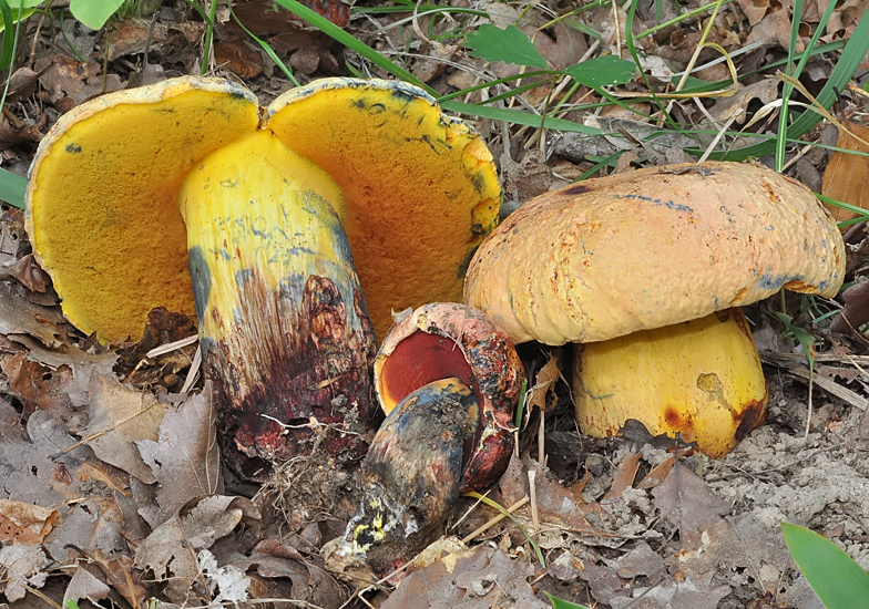 Boletus_rhodopurpureus