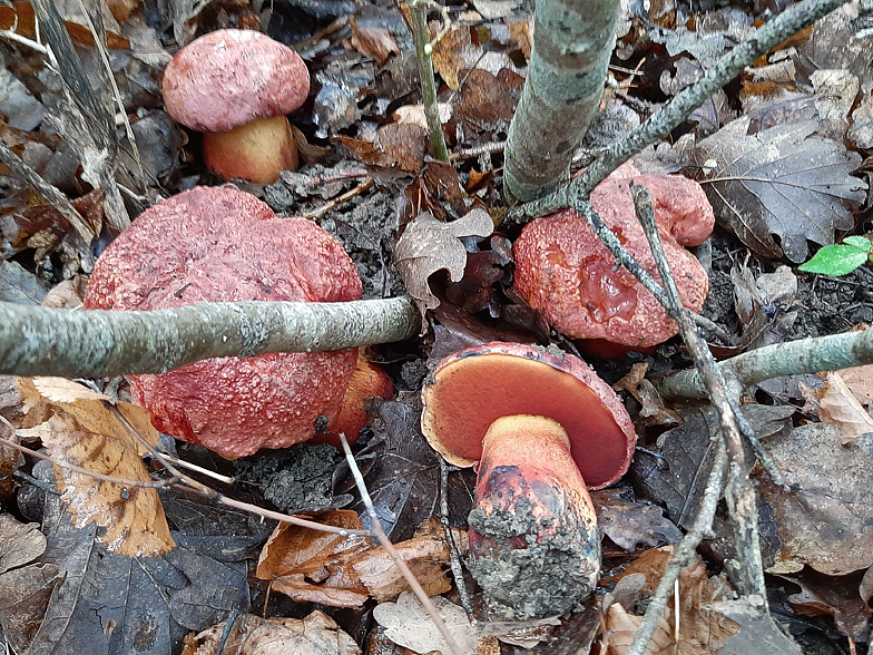 Boletus_rhodopurpureus