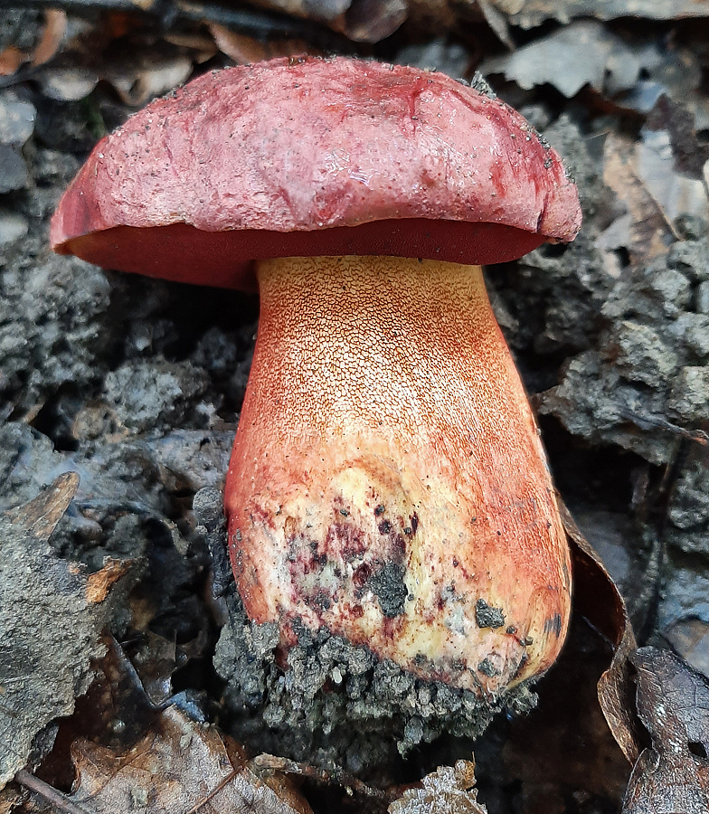 Boletus_rhodopurpureus