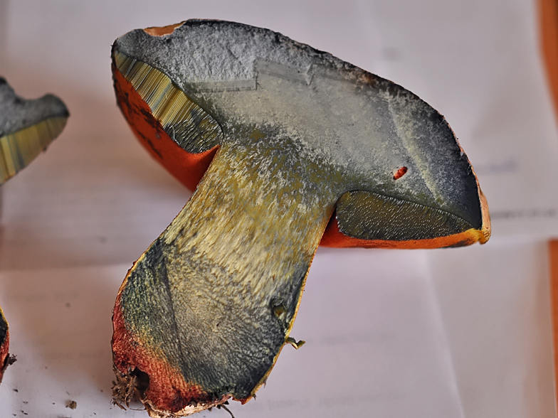 Boletus_rhodopurpureus