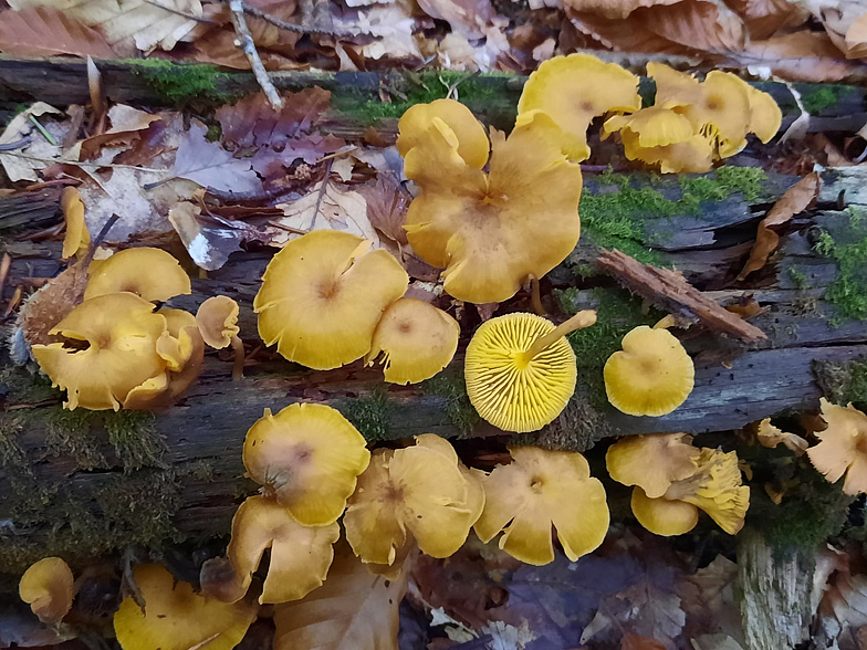 Chrysomphalina chrysophylla