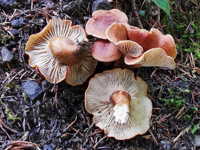 Clitocybe sinopica 2