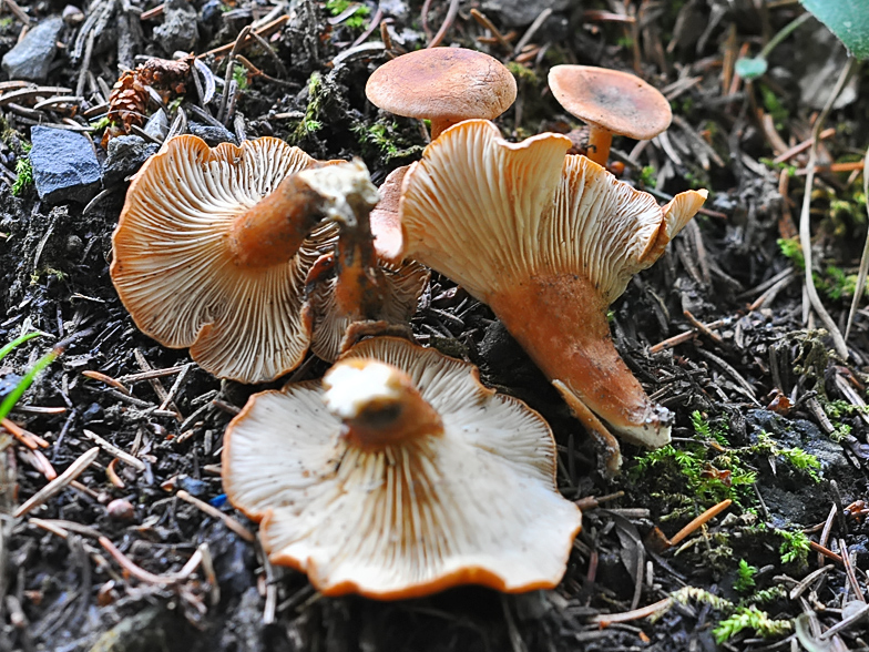 Clitocybe sinopica 3