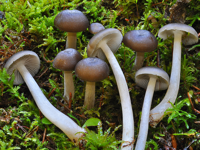 Clitocybula lacerata 2