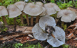 Clitocybula lacerata
