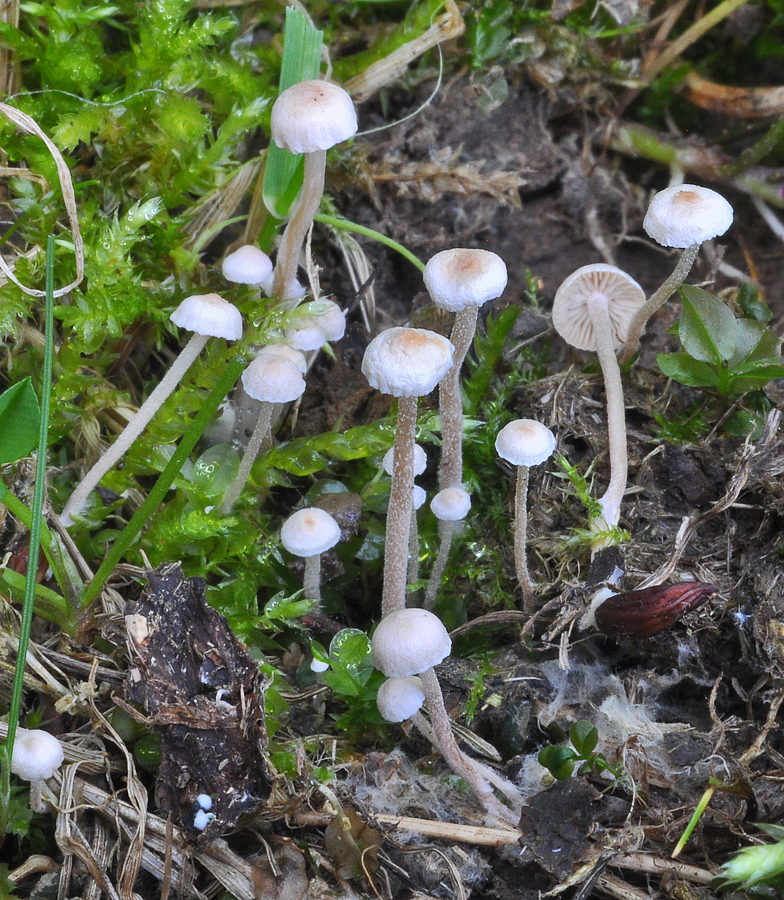 Collybia tuberosa