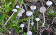 Collybia tuberosa