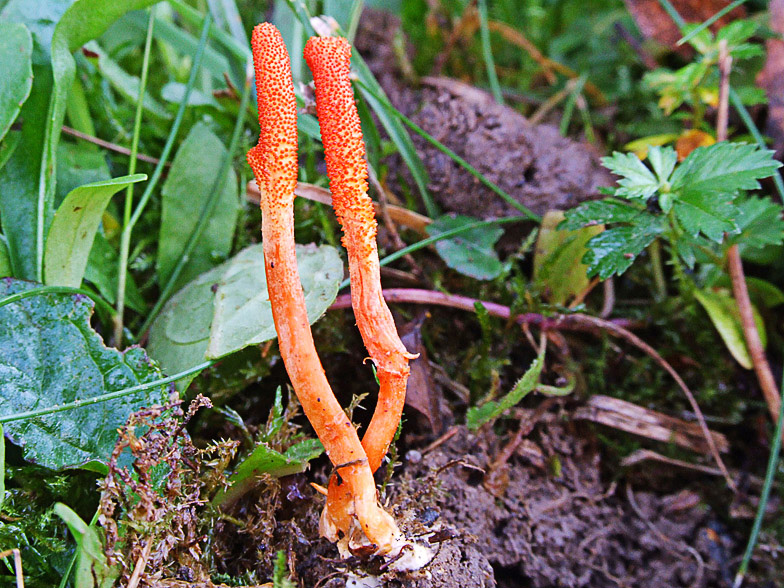 Cordyceps militaris