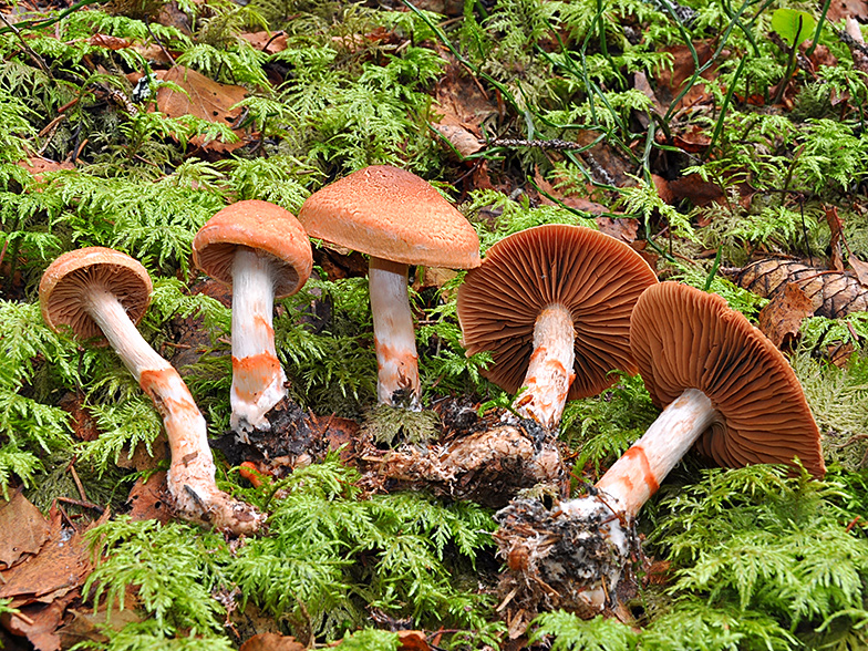 Cortinarius armillatus