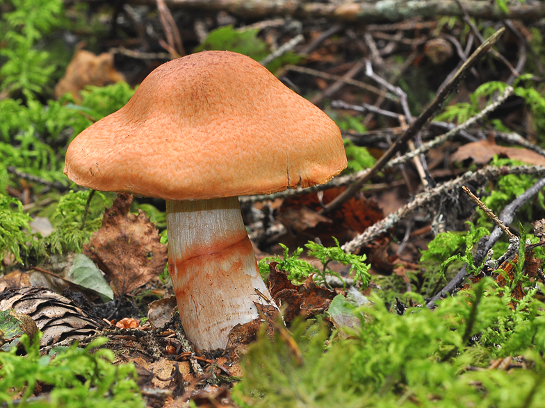 Cortinarius armillatus