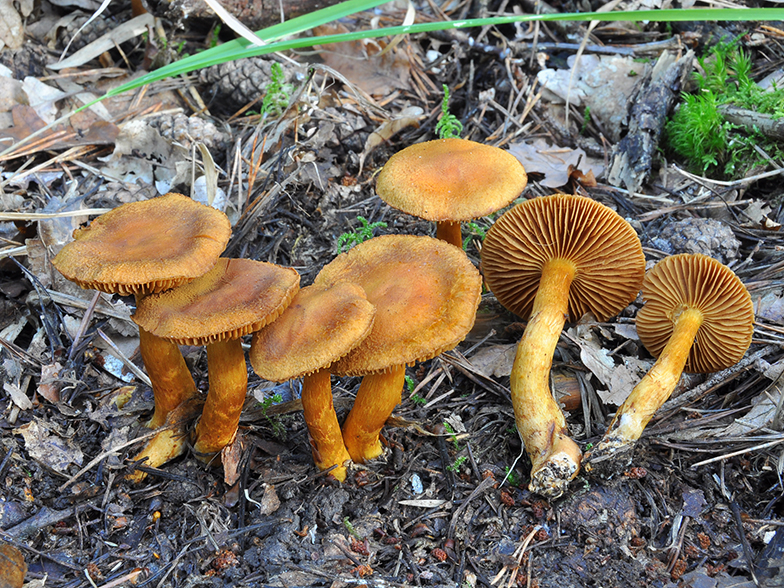 Cortinarius callisteus