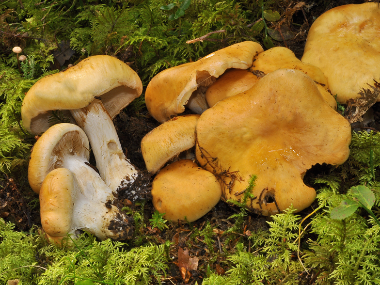 Cortinarius claricolor var turmalis