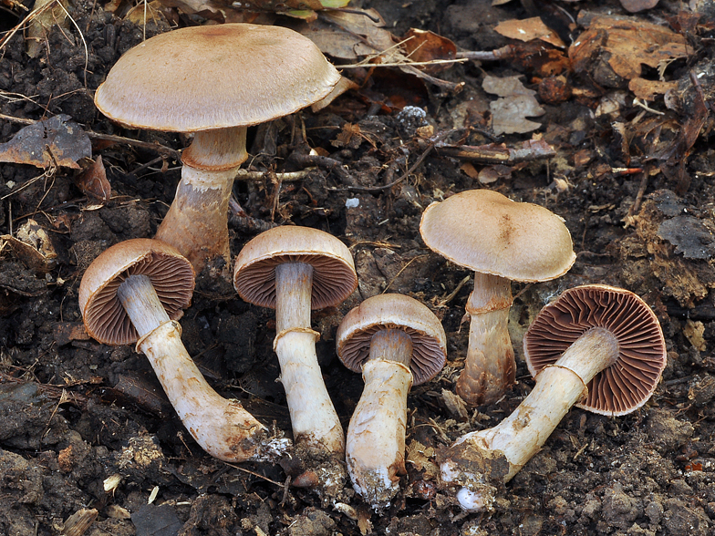 Cortinarius torvus