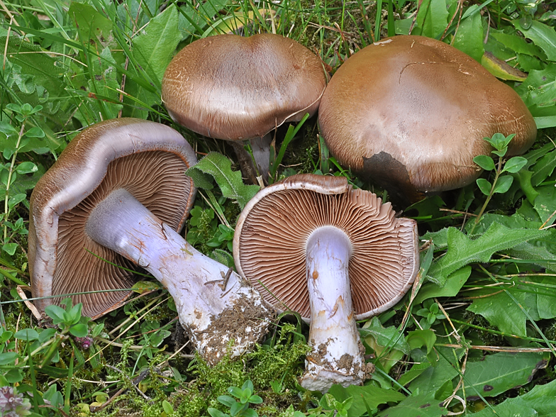 Cortinarius variecolor