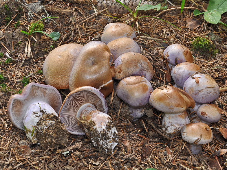 Cortinarius variecolor