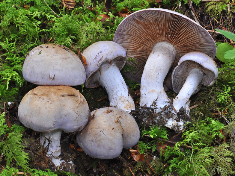 Cortinarius variecolor