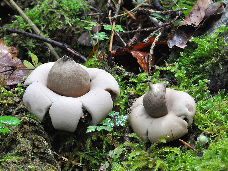 Geastrum Sessile