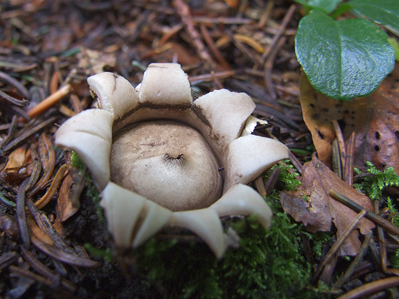 Geastrum Sessile