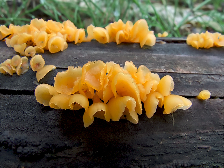 Guepiniopsis buccina