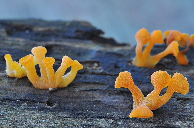 Guepiniopsis buccina