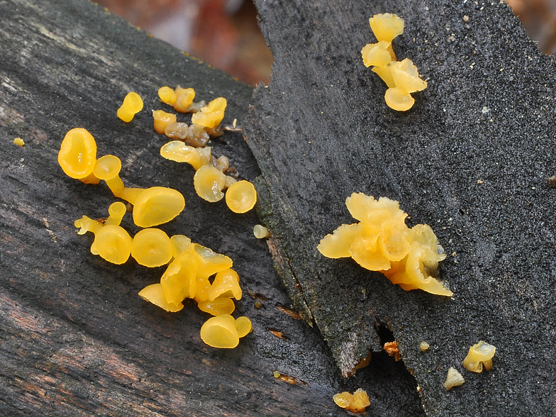 Guepiniopsis buccina