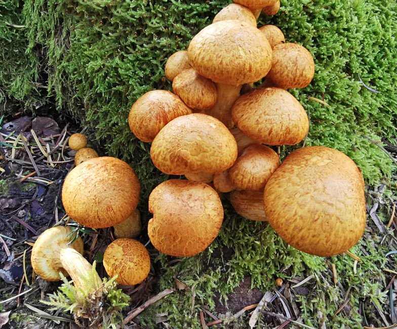 Gymnopilus spectabilis