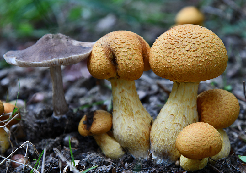 Gymnopilus spectabilis