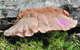 Hapalopilus rutilans