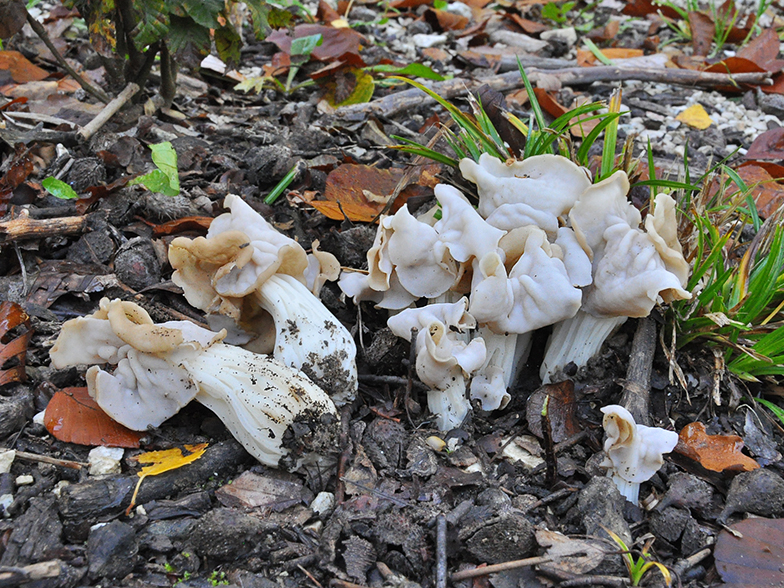 Helvella crispa