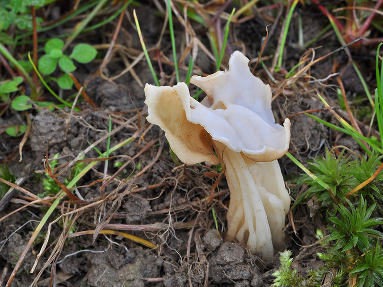 Helvella crispa