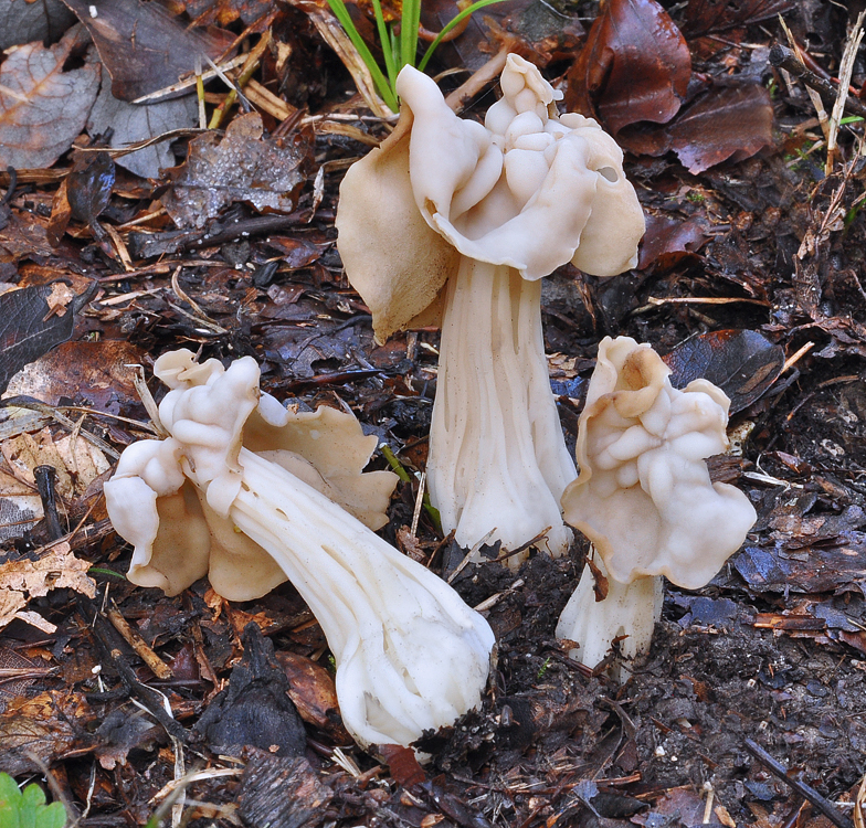 Helvella crispa