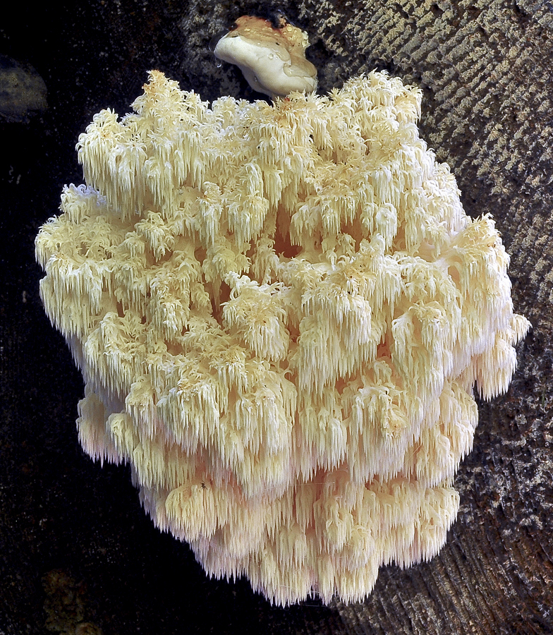 Hericium clathroides